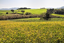 Vista de Gallecs