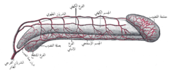 شكل توضيحي لشرايين القضيب