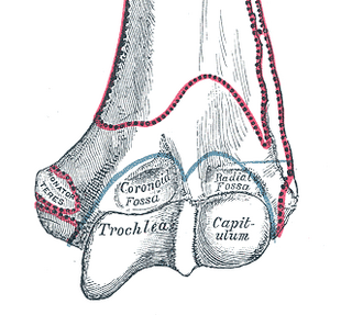 <span class="mw-page-title-main">Trochlea of humerus</span> Articular surface of the elbow joint which articulates with the trochlear notch of the ulna