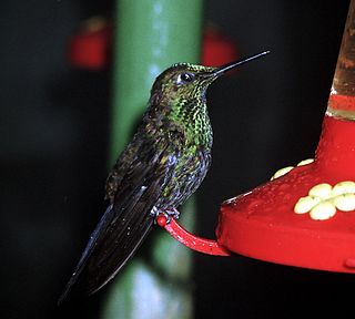 <i>Heliodoxa</i> Genus of birds