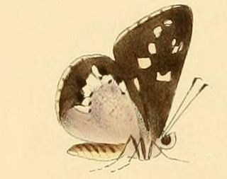 <i>Hypoleucis ophiusa</i> Species of butterfly