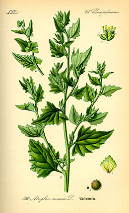 Rožinė balandūnė (Atriplex rosea)