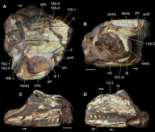 <i>Kadimakara australiensis</i> Extinct species of reptile