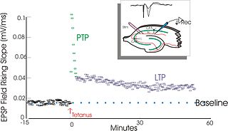 <span class="mw-page-title-main">Long-term potentiation</span> Persistent strengthening of synapses based on recent patterns of activity