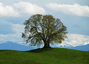 17. Platz: Boschfoto mit Die Drumlin-Buche im Landschaftsschutzgebiet „Westlicher Teil des Landkreises Starnberg“