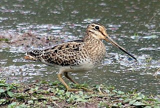 <span class="mw-page-title-main">Latham's snipe</span> Species of bird