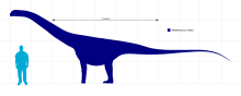 Size comparison Malawisaurus Scale.svg