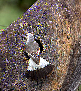 <i>Xolmis</i> Genus of birds