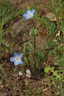 <i>Nemophila menziesii</i> species of annual herb native to California, Oregon, and Baja California