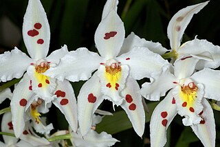 <i>Oncidium alexandrae</i> Species of orchid