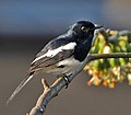 Image 6Magpie Robin, a very common bird in Bangladesh - locally known as Doyel or Doel (Bengali: দোয়েল), is designated as the National Bird of the country. Photo Credit: J.M.Garg