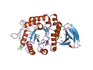 <span class="mw-page-title-main">Glycoside hydrolase family 27</span>