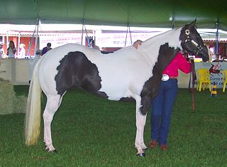 American Paint Horse American horse breed defined by a part-colored coat