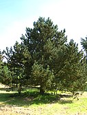 Pinus mugo var. uncinata Willk.