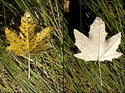 Populus alba