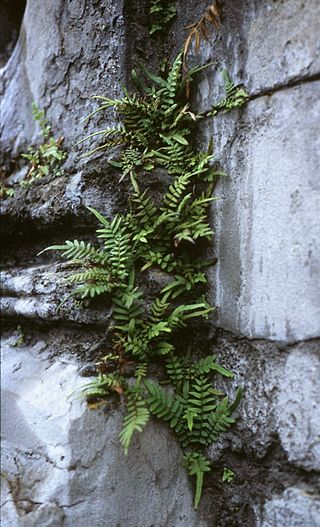 <i>Pteris</i> Genus of ferns in the subfamily Pteridoideae