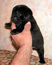 A small black pug