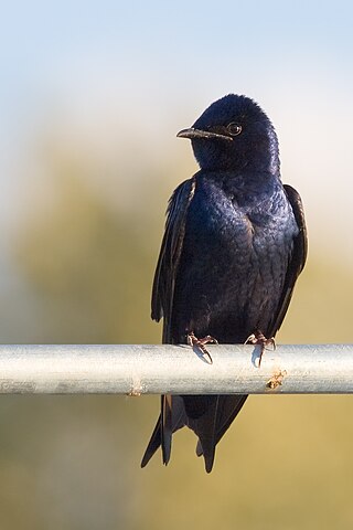 <span class="mw-page-title-main">Purple martin</span> Species of bird