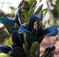 Puya alpestris