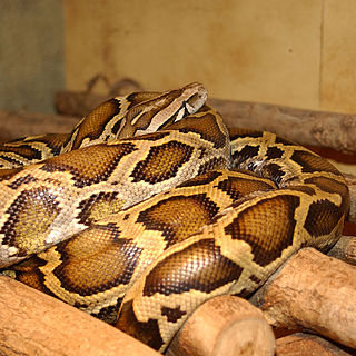 <span class="mw-page-title-main">Henophidia</span> Group of snakes