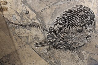 <i>Qianichthyosaurus</i> Extinct genus of reptiles