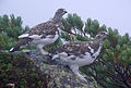 Rock ptarmigan Lagopus muta rype Skovhøns