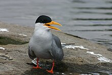 The black-bellied tern is endangered by human activities. Ranganathittu 3.jpg