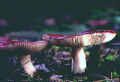 Russula amethystina