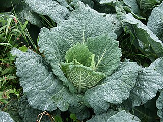 <span class="mw-page-title-main">Savoy cabbage</span> Variety of cabbage plant