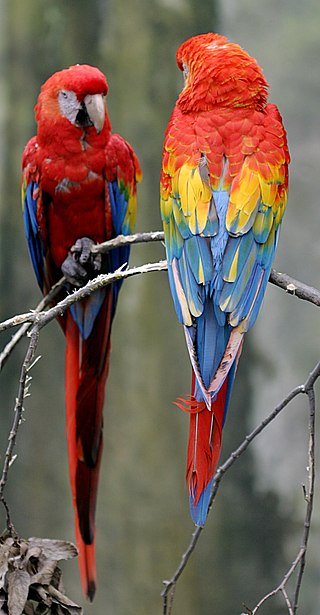 <span class="mw-page-title-main">Wildlife of Costa Rica</span>