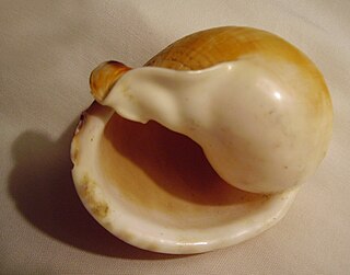 Aperture (mollusc) The main opening of the shell, where the head-foot part of the body of the animal emerges