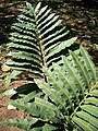 Stangeria eriopus; a cycad once thought to be a fern