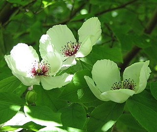 <i>Stewartia malacodendron</i> species of plant