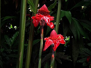 <span class="mw-page-title-main">Zingiberaceae</span> Family of plants