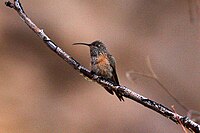 Brunoreade, Oreotrochilus adela, hofugl, Yavi, Argentina, Foto: Ron Knight