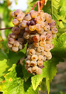 Welschriesling Variety of grape