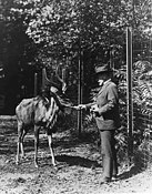 Diretor do zoológico William Hornaday, alimentando um animal em 1920.