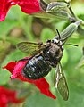 Carpenter bee (X. tabaniformis) en Salvia