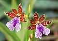 Deux Zygopetalum Dunkle Blüte, au jardin botanique de l'Université de Ljubljana, Slovénie.