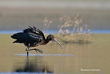 Χαλκόκοτα (Plegadis falcinellus)