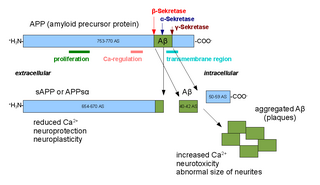 <span class="mw-page-title-main">Alpha secretase</span> Family of proteolytic enzymes