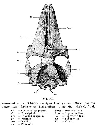 <i>Agorophius</i> Extinct species of whale