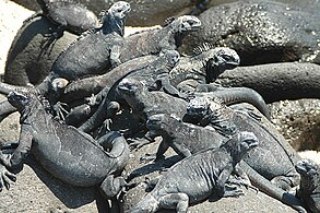 Iguana laut