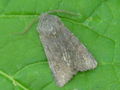 Aporophyla lutulenta (DENIS & SCHIFFERMÜLLER, 1775), male