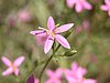 Spring-loving centaury (Centaurium namophilum), a rare plant endemic to Ash Meadows