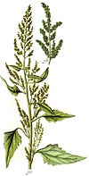 Chenopodium urbicum Sturm26.JPG