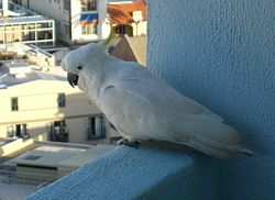 Vild (omend ikke særligt) kakadu. Stor gultoppet kakadu (Cacatua galerita)