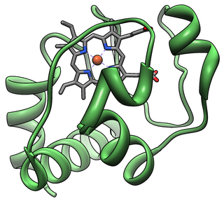 <span class="mw-page-title-main">Cytochrome c</span> Protein-coding gene in the species Homo sapiens