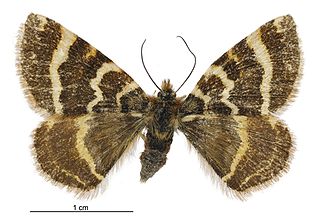 <i>Dasyuris fulminea</i> Species of moth endemic to New Zealand