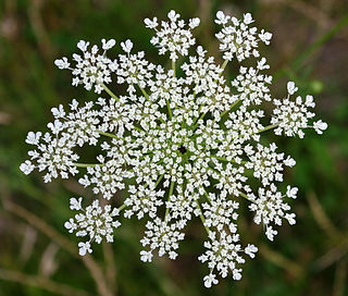 <span class="mw-page-title-main">Queen Anne's lace</span> Index of plants with the same common name